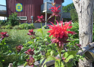 A view of Crazy 8 Barn's Evening Star Barn Quilt with native Bee Balm red flower in foreground