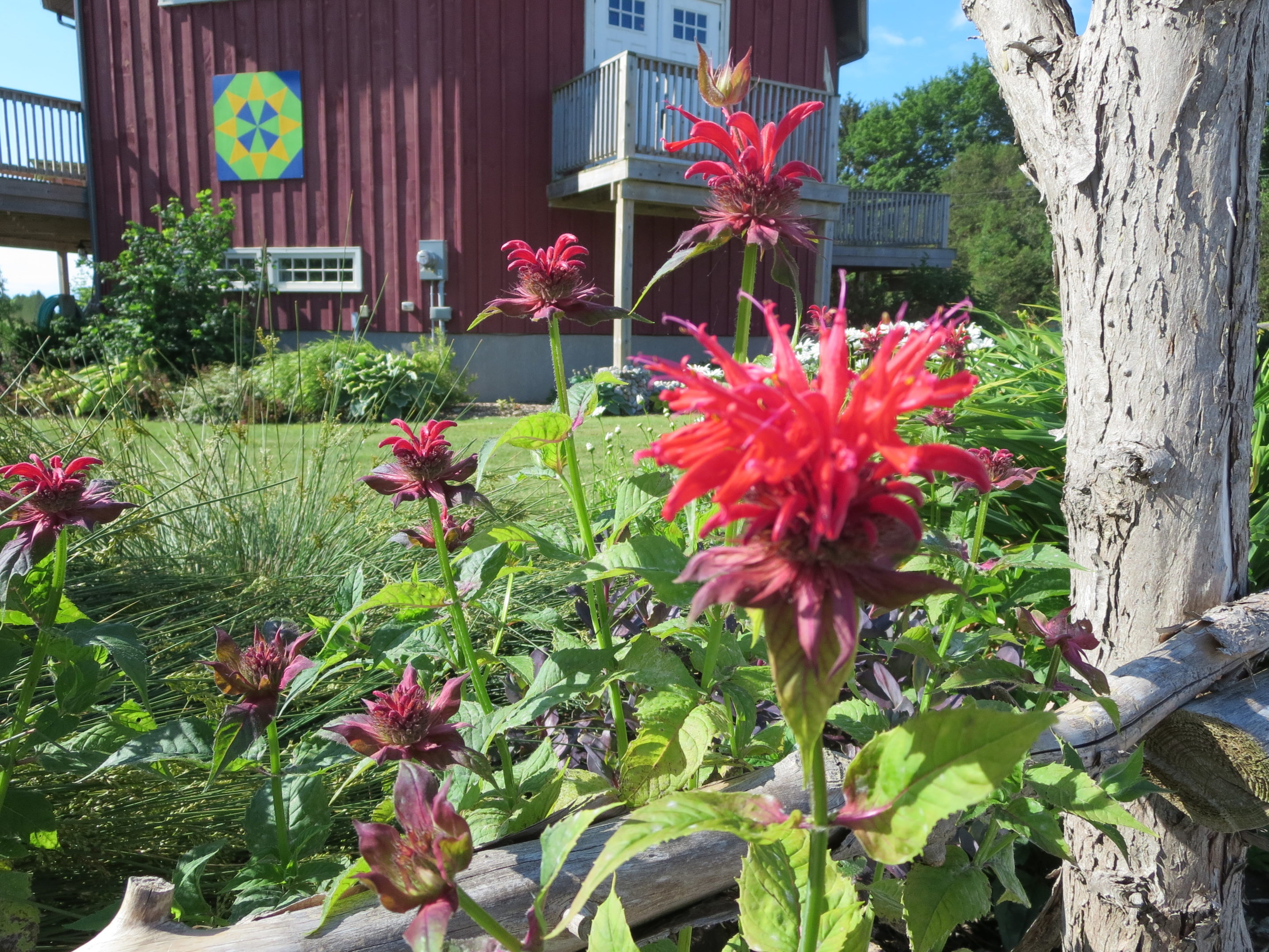 A view of Crazy 8 Barn's Evening Star Barn Quilt with native Bee Balm red flower in foreground