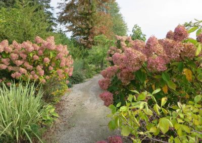 Gravel path is framed by Hydrangeas and small trees