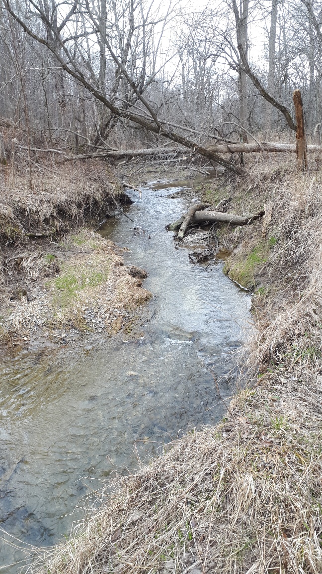 Clear Creek cuts through the clay banks as if meanders through Clear Creek Forest to Lake Erie at the municipal Clearville Park. 