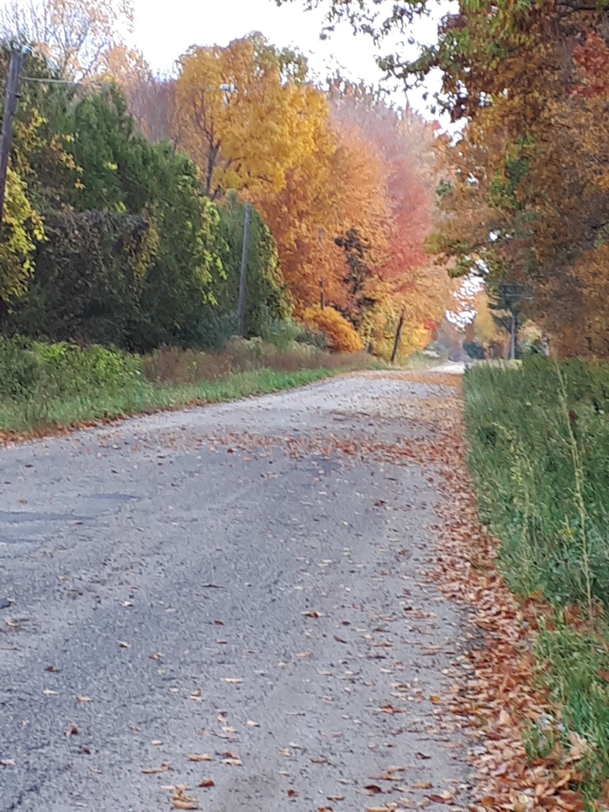Back road bicycle rides are held in the fall along golden leaf edged gravel roads