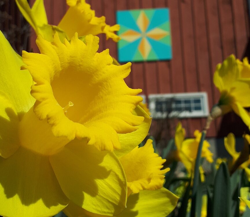 Barn Quilt framed by Daffodils at Crazy 8 Barn & Garden