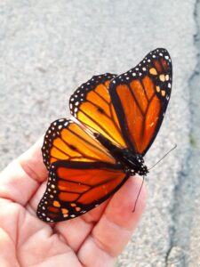 Monarch Butterfly lands on my hand